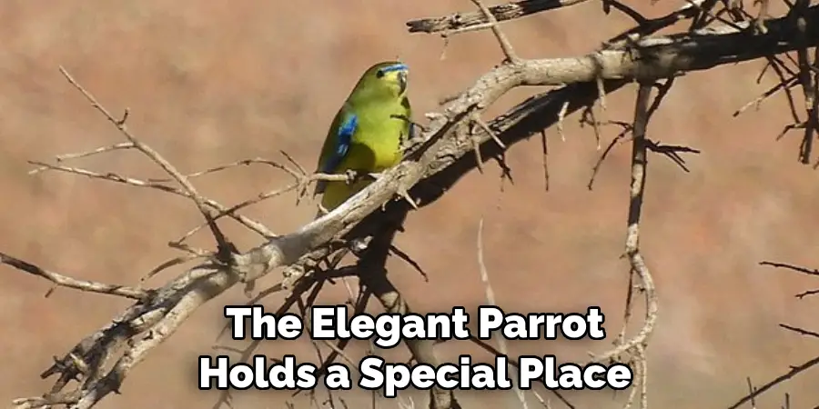 The Elegant Parrot Holds a Special Place