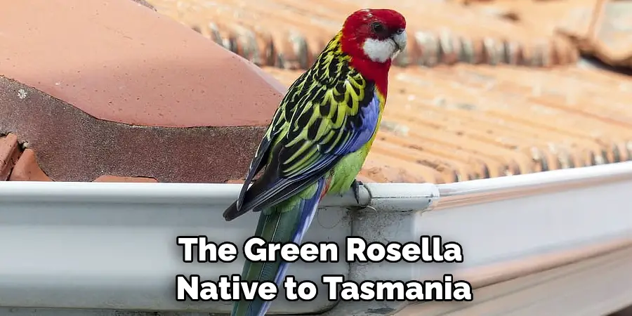 The Green Rosella Native to Tasmania