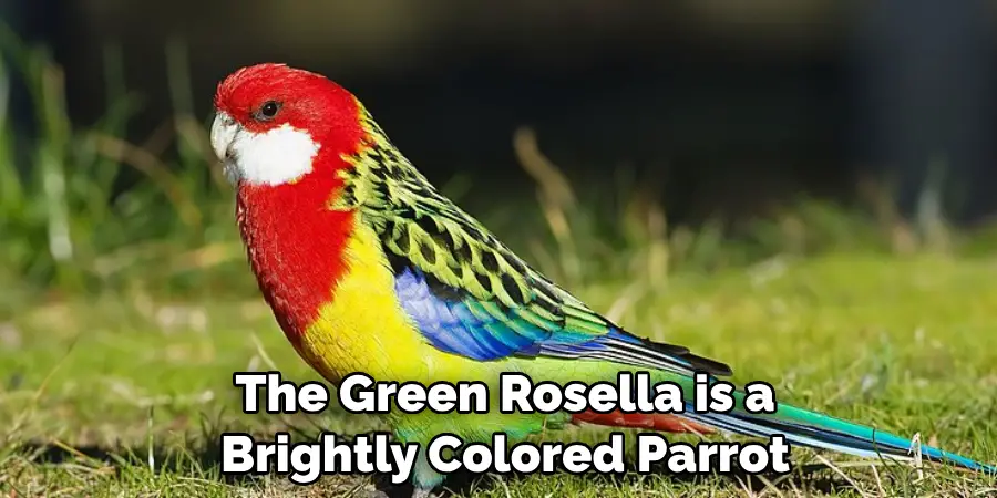 The Green Rosella is a Brightly Colored Parrot