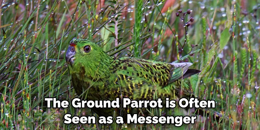 The Ground Parrot is Often
Seen as a Messenger