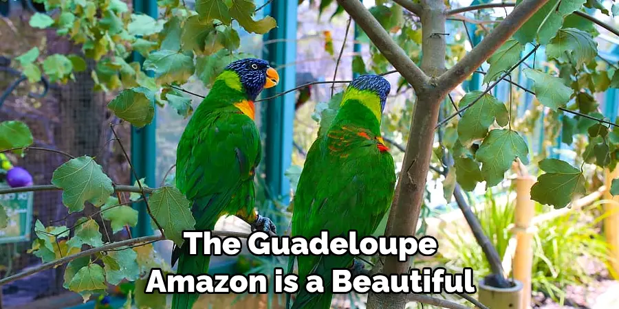 The Guadeloupe Amazon is a Beautiful