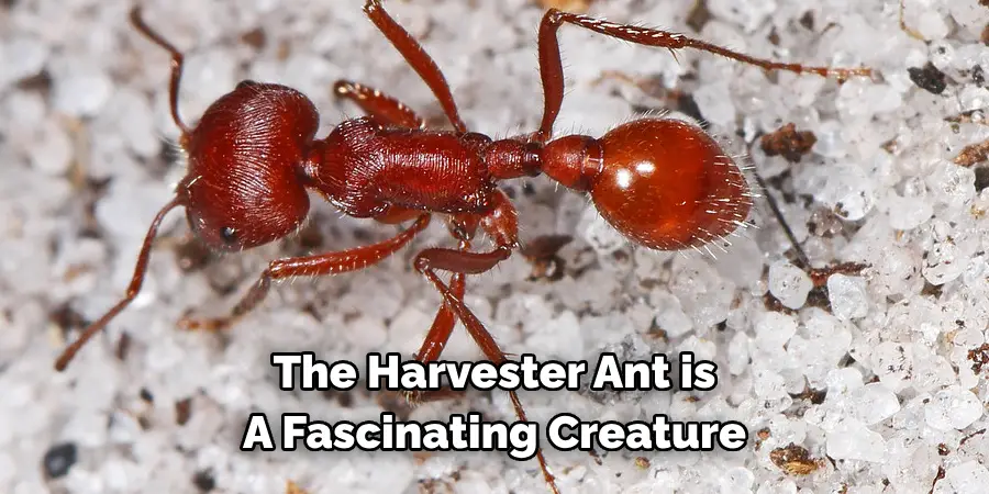 The Harvester Ant is 
A Fascinating Creature