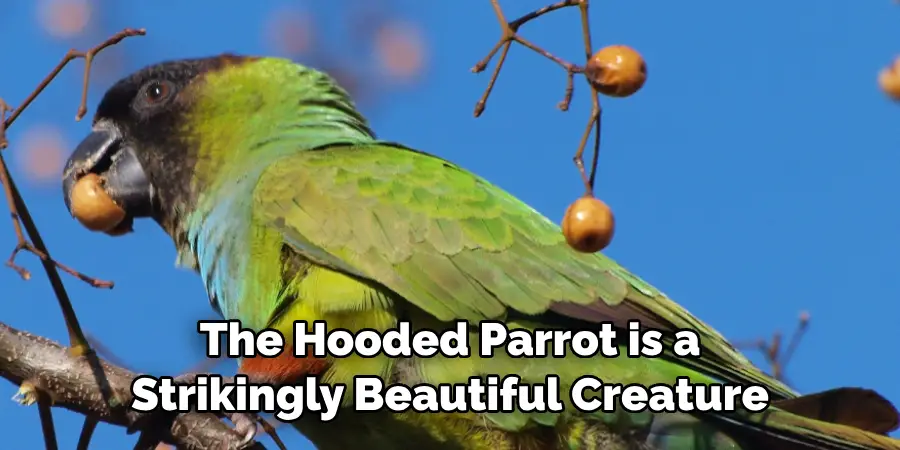 The Hooded Parrot is a Strikingly Beautiful Creature