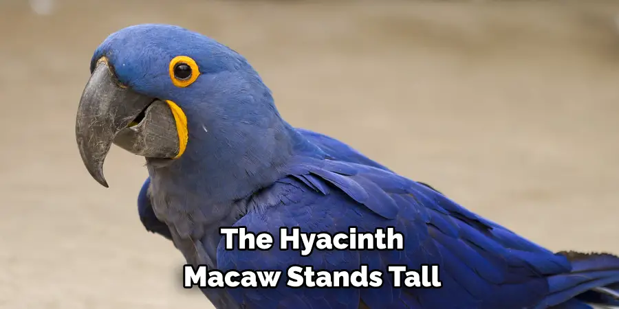 The Hyacinth Macaw Stands Tall