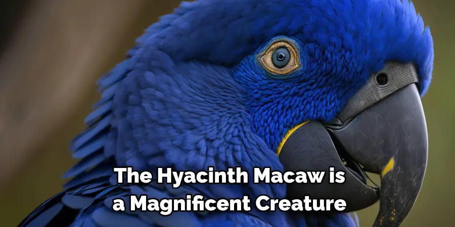 The Hyacinth Macaw is a Magnificent Creature