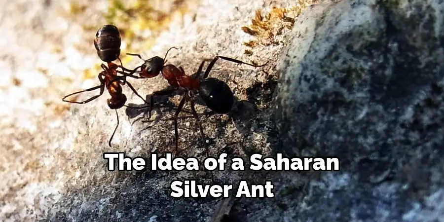 The Idea of a Saharan Silver Ant