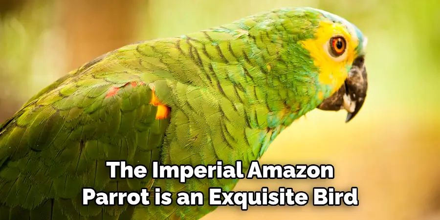 The Imperial Amazon Parrot is an Exquisite Bird