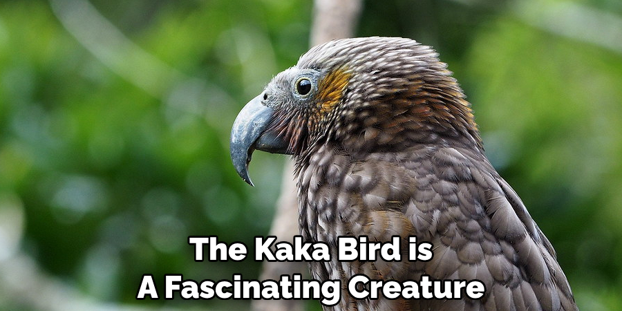 The Kaka Bird is A Fascinating Creature
