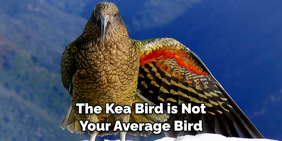 The Kea bird is not your average bird