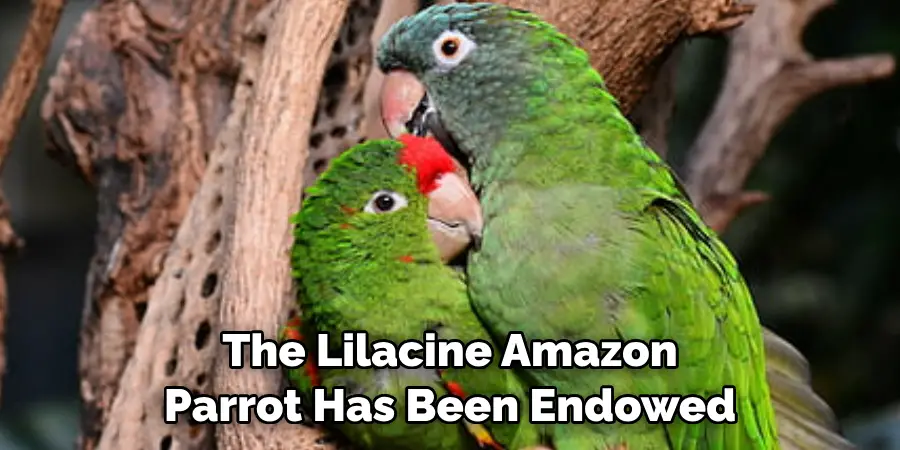 The Lilacine Amazon Parrot Has Been Endowed