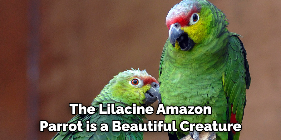The Lilacine Amazon Parrot is a Beautiful Creature