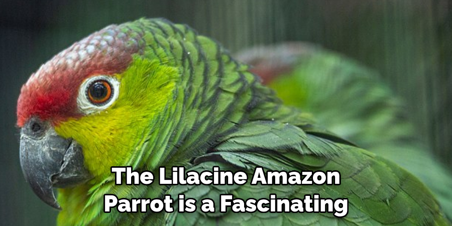 The Lilacine Amazon Parrot is a Fascinating