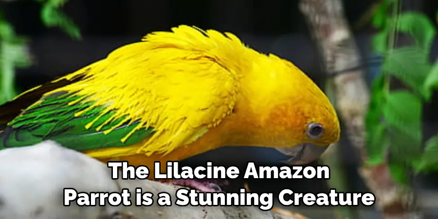 The Lilacine Amazon Parrot is a Stunning Creature