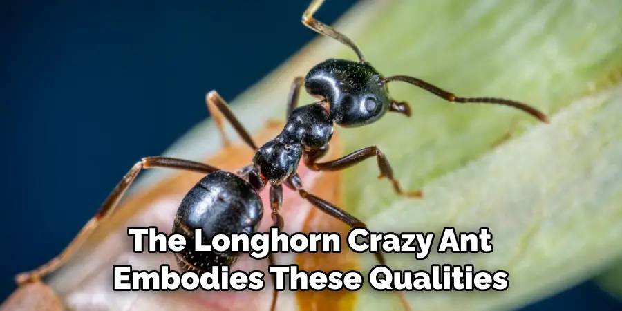 The Longhorn Crazy Ant Embodies These Qualities