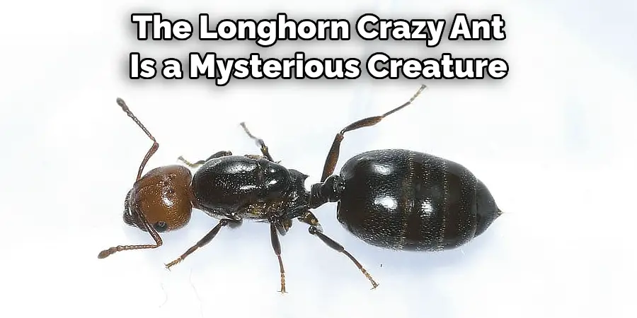 The Longhorn Crazy Ant Is a Mysterious Creature