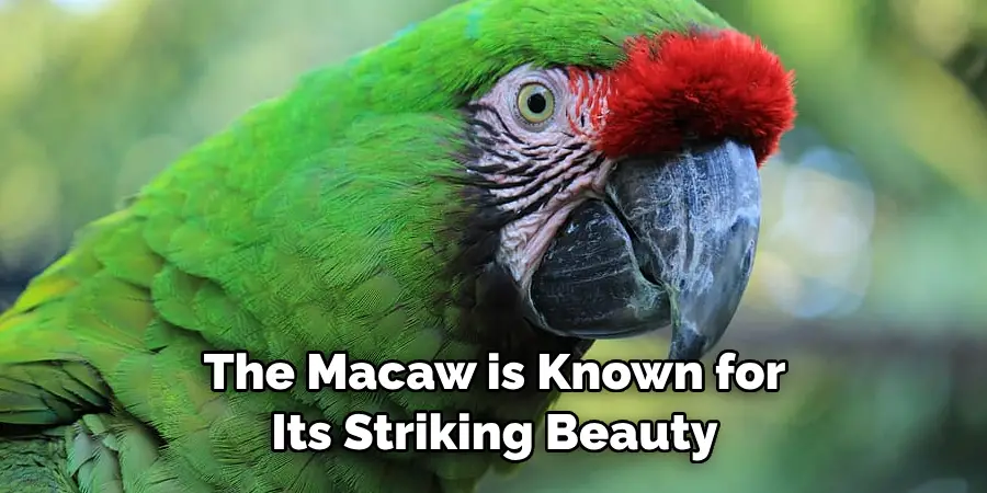 The Macaw is Known for Its Striking Beauty