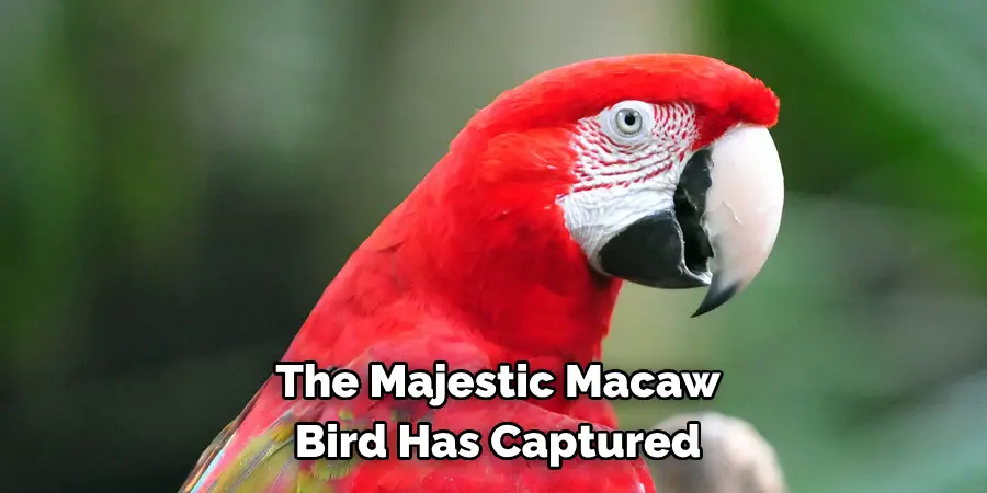 The Majestic Macaw Bird Has Captured