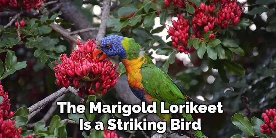 The Marigold Lorikeet 
Is a Striking Bird