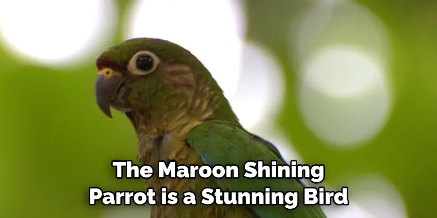 The Maroon Shining Parrot is a Stunning Bird
