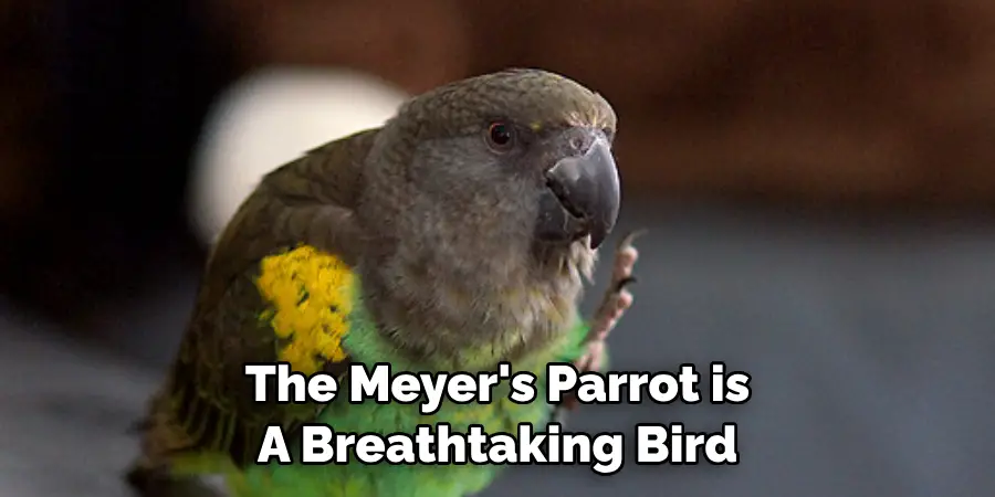 The Meyer's Parrot is A Breathtaking Bird