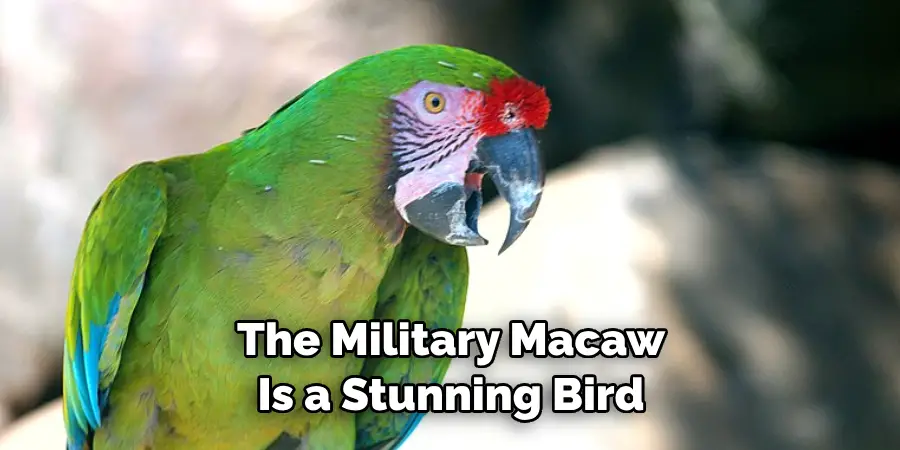 Identify With the Military Macaw