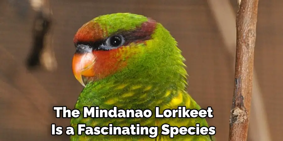 The Mindanao Lorikeet Is a Fascinating Species