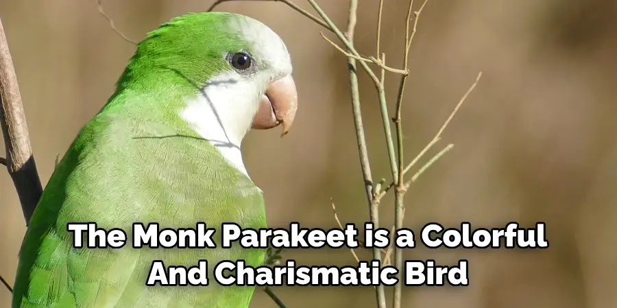 The Monk Parakeet is a Colorful And Charismatic Bird
