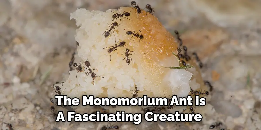 The Monomorium Ant is A Fascinating Creature
