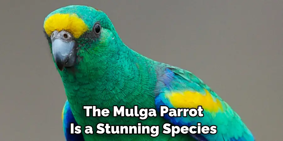The Mulga Parrot Is a Stunning Species