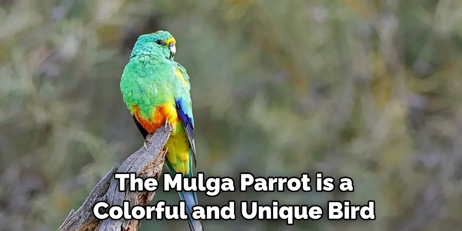 The Mulga Parrot is a Colorful and Unique Bird