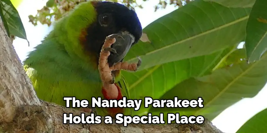 The Nanday Parakeet Holds a Special Place