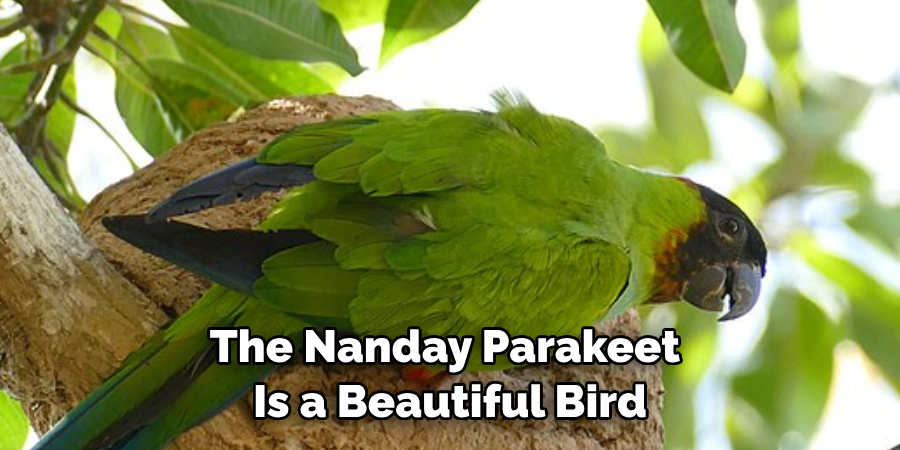 The Nanday Parakeet Is a Beautiful Bird