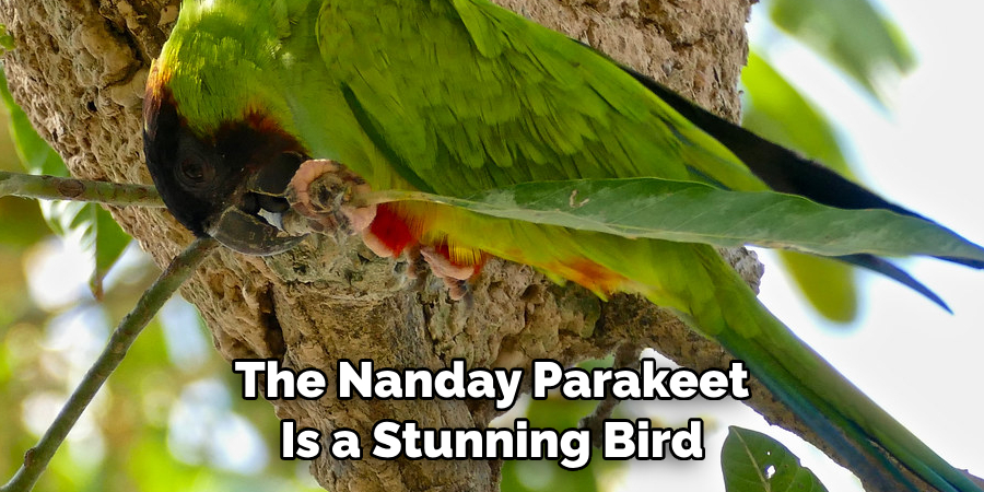 The Nanday Parakeet Is a Stunning Bird
