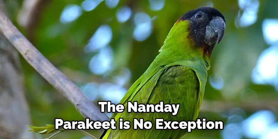 The Nanday Parakeet is No Exception