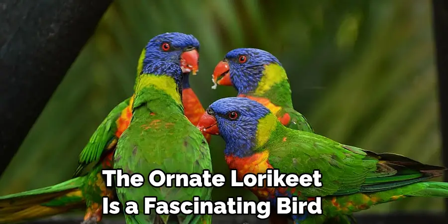 The Ornate Lorikeet Is a Fascinating Bird