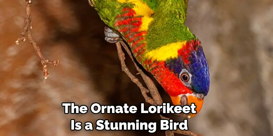 The Ornate Lorikeet Is a Stunning Bird