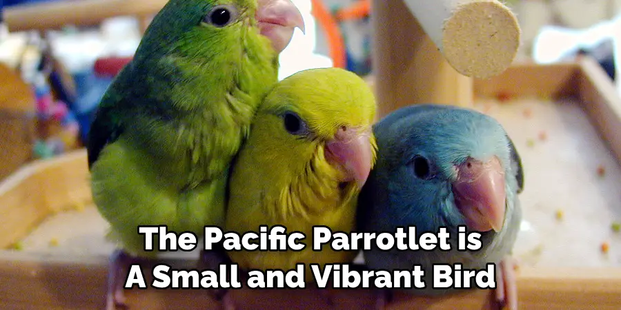 The Pacific Parrotlet is A Small and Vibrant Bird