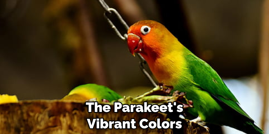 The Parakeet's Vibrant Colors