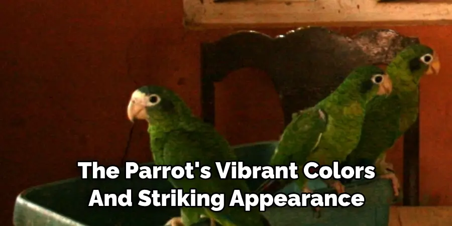 The Parrot's Vibrant Colors And Striking Appearance