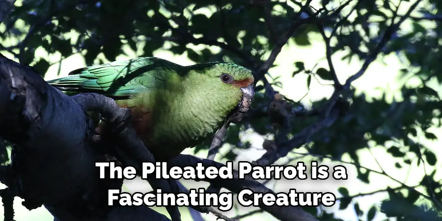 The Pileated Parrot is a Fascinating Creature