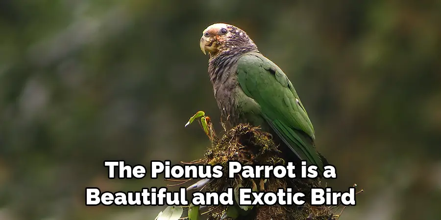 The Pionus Parrot is a Beautiful and Exotic Bird