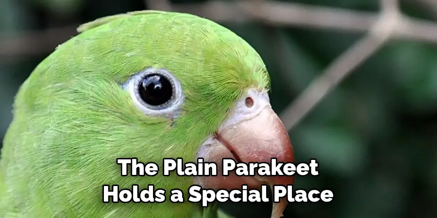 The Plain Parakeet Holds a Special Place