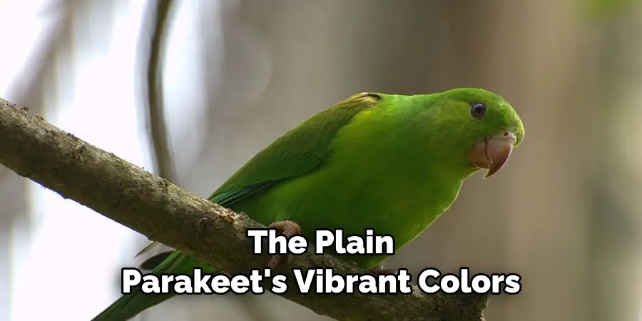 The Plain Parakeet's Vibrant Colors
