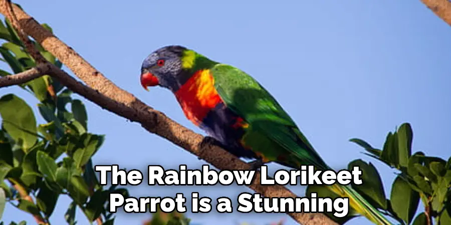 The Rainbow Lorikeet Parrot is a Stunning