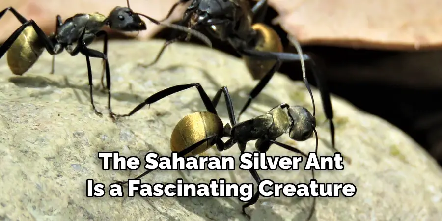 The Saharan Silver Ant Is a Fascinating Creature