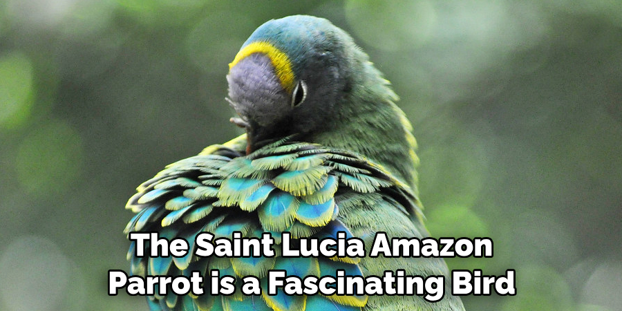 The Saint Lucia Amazon Parrot is A Fascinating Bird