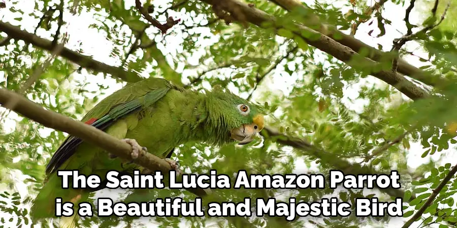 The Saint Lucia Amazon Parrot is a Beautiful and Majestic Bird