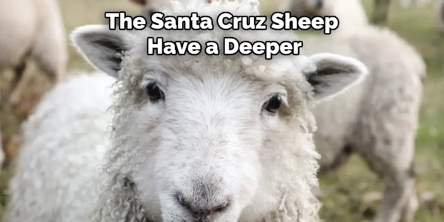 The Santa Cruz Sheep
 Have a Deeper 