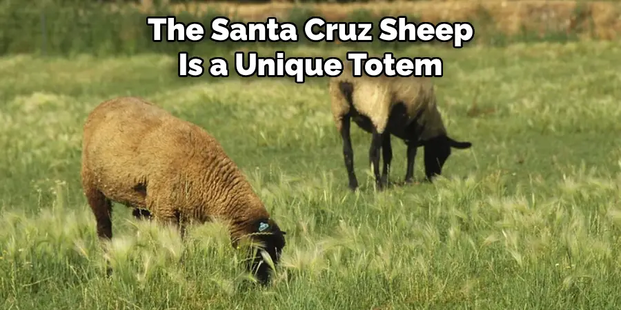 The Santa Cruz Sheep
Is a Unique Totem