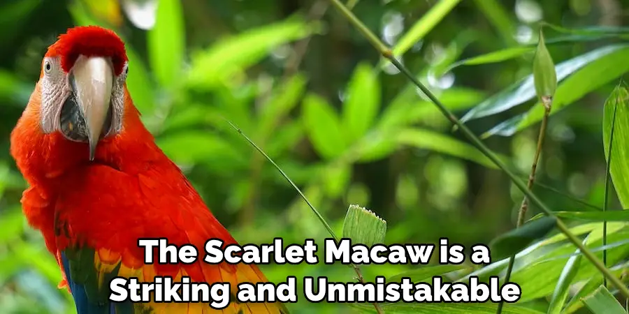 The Scarlet Macaw is a Striking and Unmistakable
